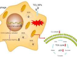 二氧化钛纳米颗粒影响巨噬细胞功能新机制