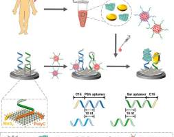 Biosens. Bioelectron. | 基于二硫化钼纳米结构和信号放大的传感器