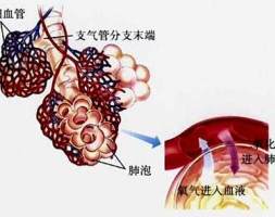 “医学界的亚癌”？一文认识“肺纤维化”