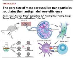 四川大学发现，调节纳米粒孔径可提高亚单位抗原的细胞免疫应答