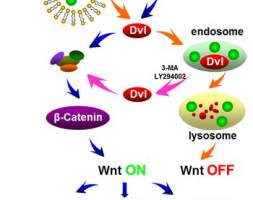 科研人员发现纳米二氧化硅干涉Wnt信号通路的分子机制