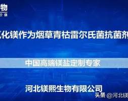 纳米氧化镁作为烟草青枯雷尔氏菌抗菌剂的应用