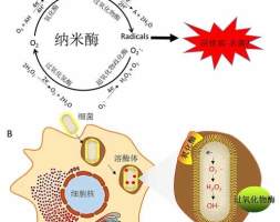 模拟免疫细胞防御细菌：纳米酶抑制细胞内沙门氏菌的效应与机制