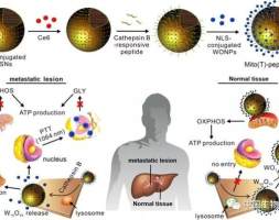 南京大学在精准治疗肝转移癌的智能纳米药物领域取得新进展