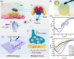 苏州纳米所面向智能仿生感知系统的柔性人工突触研究取得进展