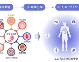 氢氧化镁对六价铬细胞毒性的修复作用