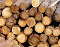 新鲜木材防霉就用木材防霉剂，完成这些步骤木材就不发霉了