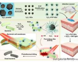 Acta. Biomater. | 新型的V8C7纳米酶用于细菌感染的创面治疗