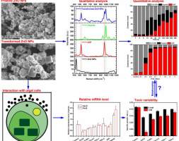 科学家揭示纳米材料环境转化过程对生态毒性的影响及其机制