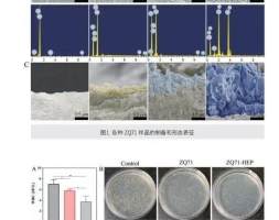 氢氧化镁氧化石墨烯羟基磷灰石复合涂层抑制细菌感染和促进骨再生