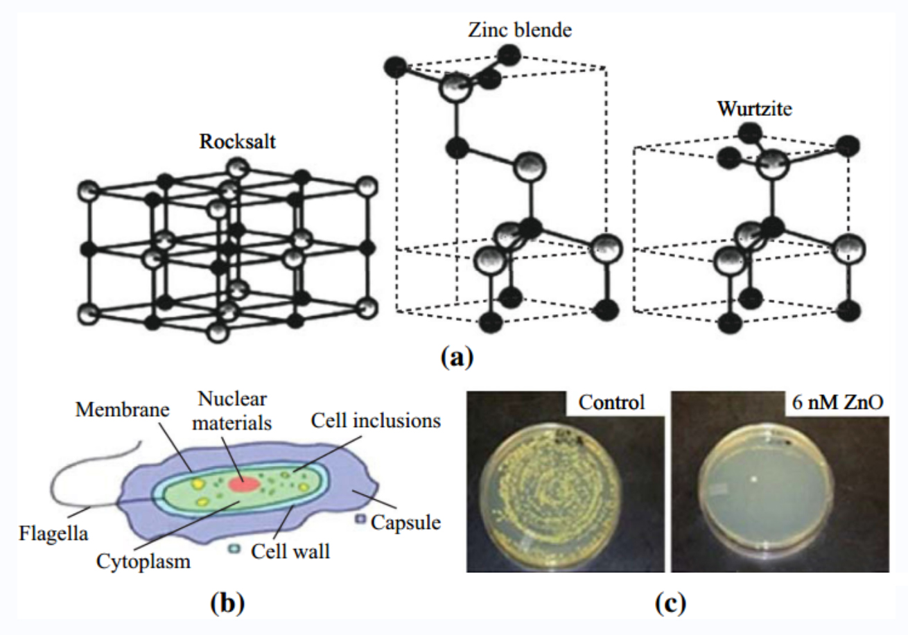 氧化锌抗菌机理1.jpg
